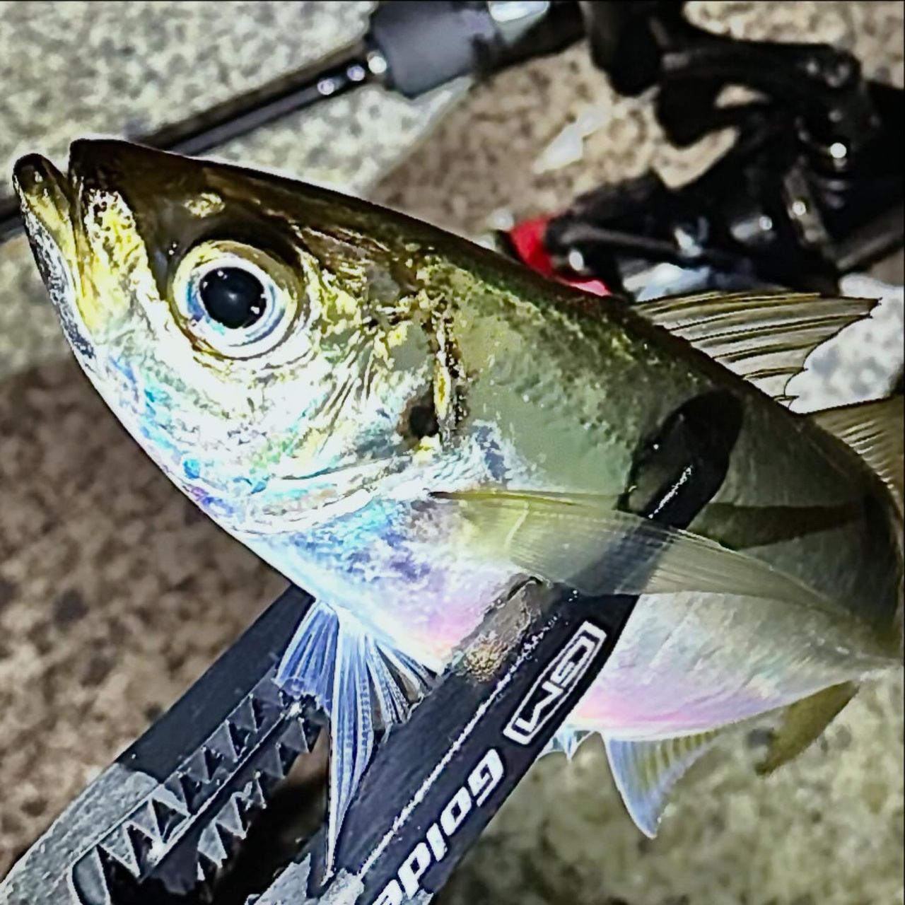 MajorCraft 鯵道 5G AD5-S622L/AJIの最安値・インプレ・釣果 | 本音の