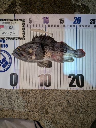 クロソイの釣果