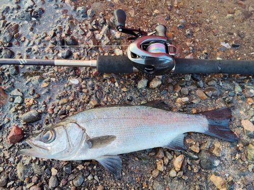 ヒラスズキの釣果