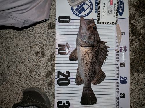 クロソイの釣果