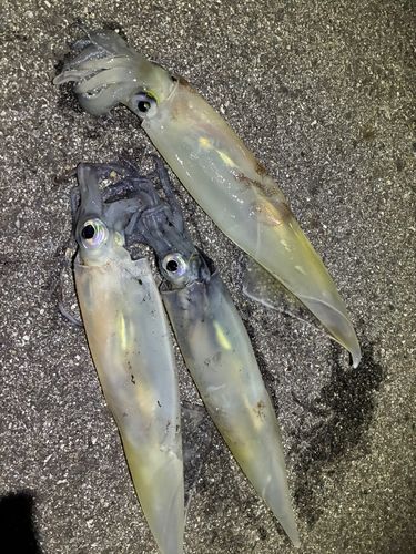 ヤリイカの釣果