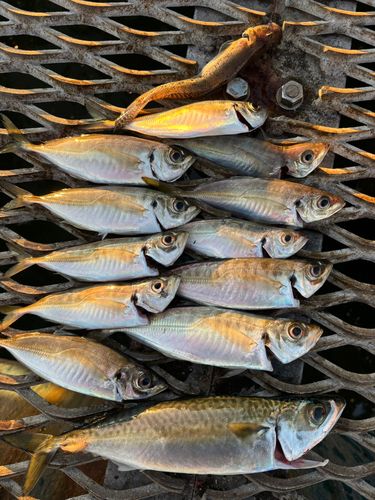 アジの釣果