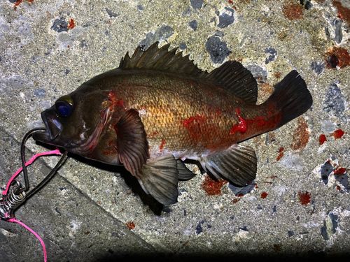 メバルの釣果