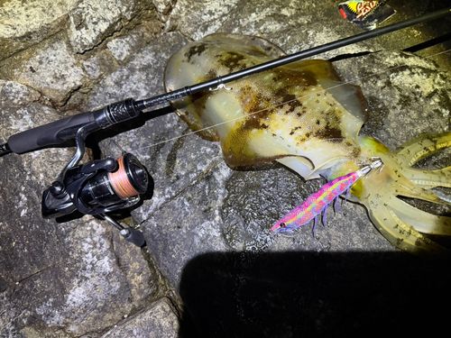 アオリイカの釣果