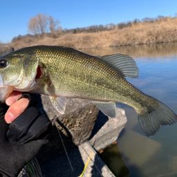 ラージマウスバス