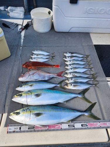 ハマチの釣果