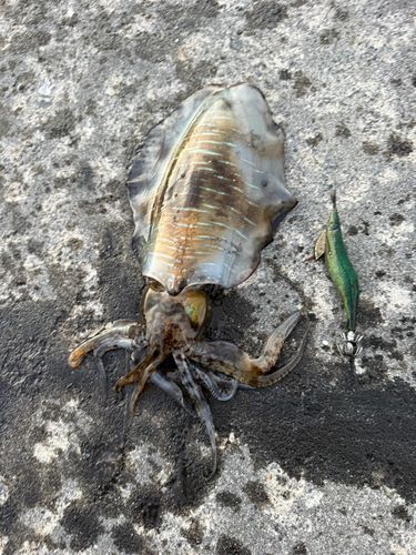 アオリイカの釣果