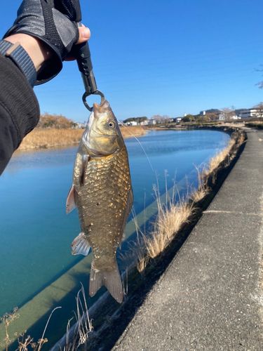 コイの釣果
