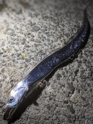 タチウオの釣果