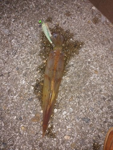 ヤリイカの釣果