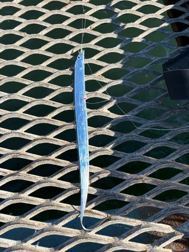 タチウオの釣果