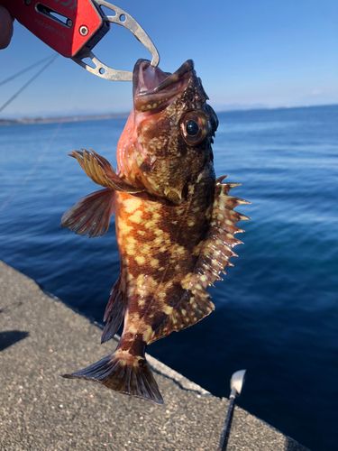カサゴの釣果