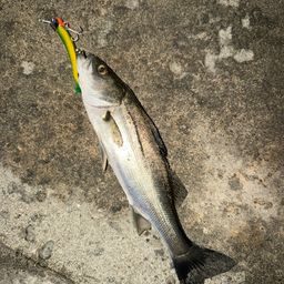 セイゴ（マルスズキ）