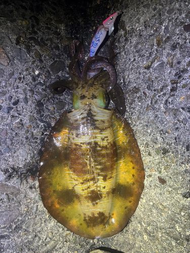アオリイカの釣果