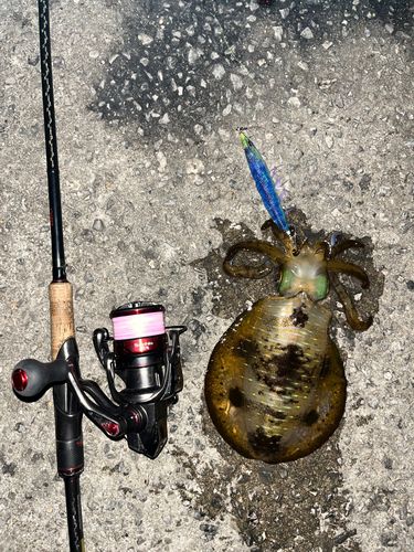 アオリイカの釣果