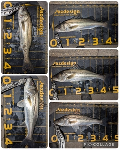 シーバスの釣果