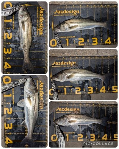 シーバスの釣果