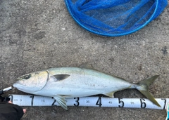 ハマチの釣果