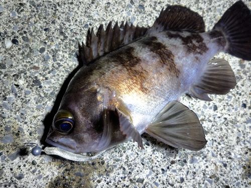 メバルの釣果