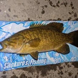 スモールマウスバス