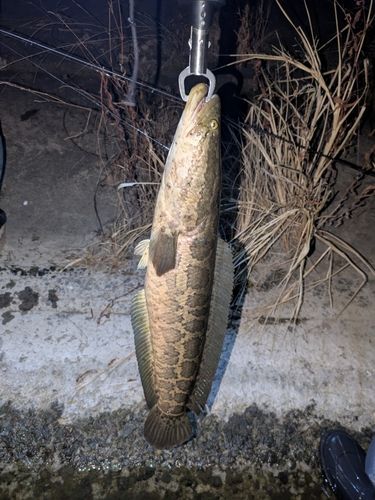 ライギョの釣果