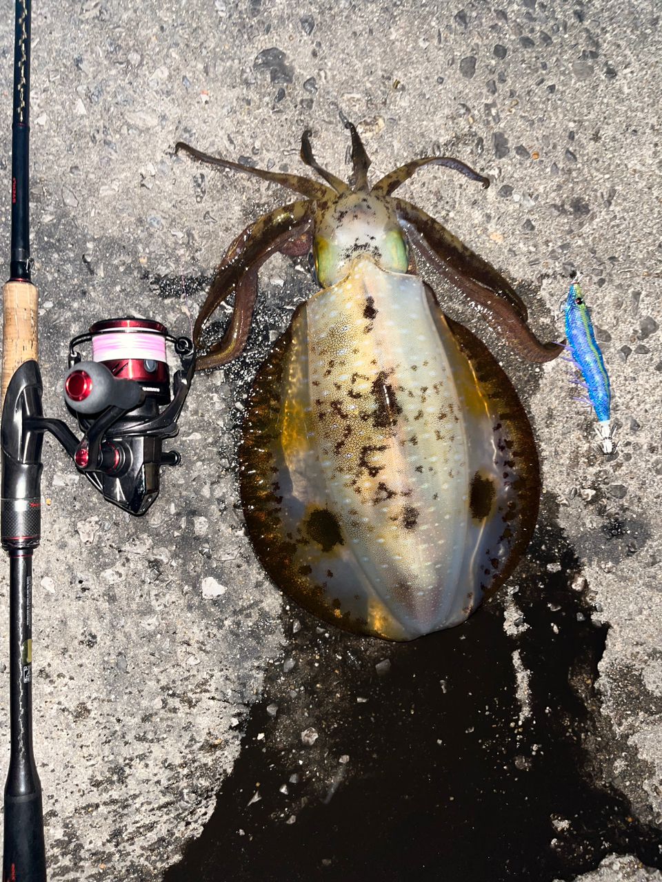 SHIMANO 2020 セフィア エクスチューン S92ML+の最安値・インプレ