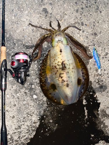 アオリイカの釣果