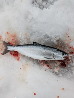 サクラマスの釣果