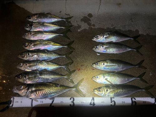 アジの釣果