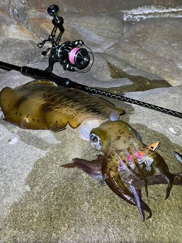 アオリイカの釣果