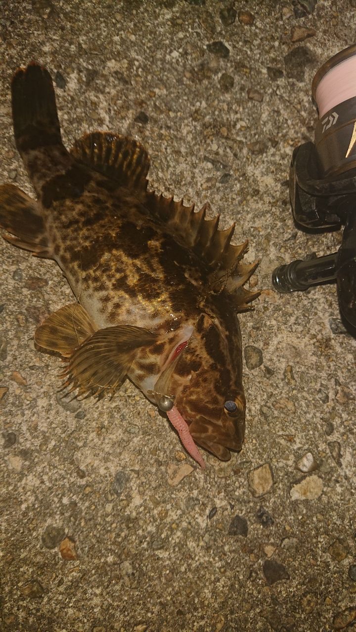 タケノコメバル