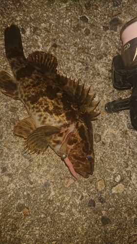 タケノコメバルの釣果