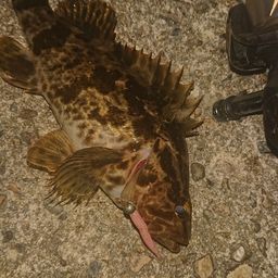 タケノコメバル