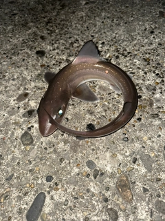 ホシザメの釣果