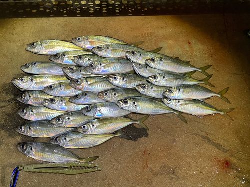 アジの釣果