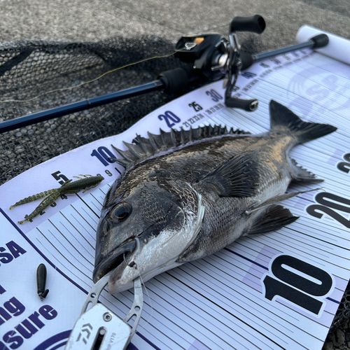クロダイの釣果