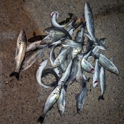 セイゴ（マルスズキ）