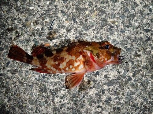 カサゴの釣果