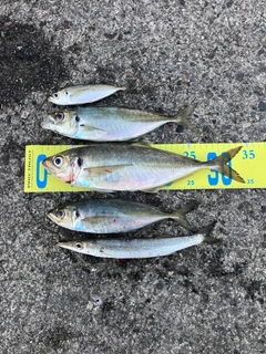 アジの釣果