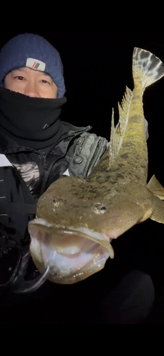 マゴチの釣果