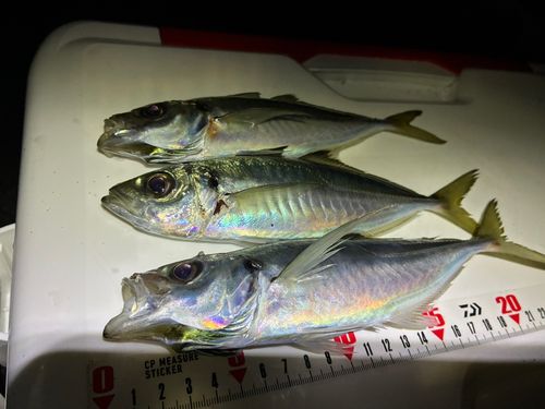 アジの釣果