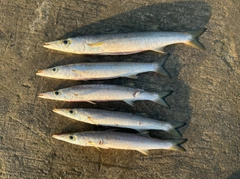 カマスの釣果