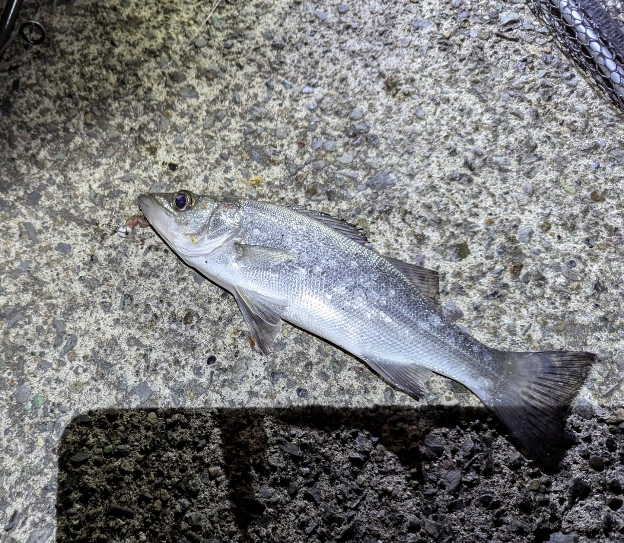 DAIWA 23シルバーウルフ 76ML-S・Wの最安値・インプレ・釣果 | 本音の