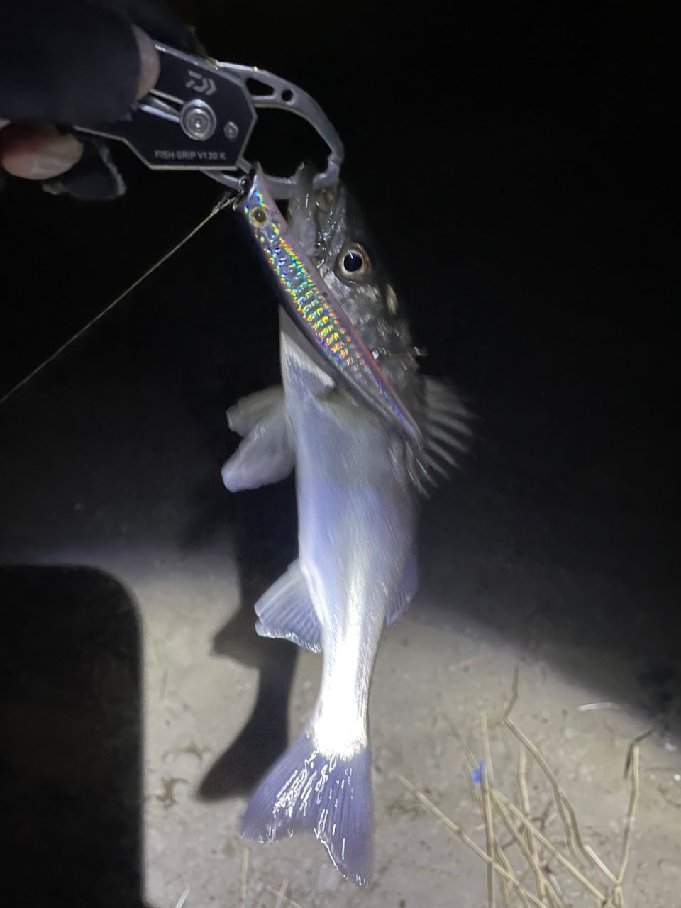 セイゴ（マルスズキ）