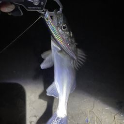 セイゴ（マルスズキ）