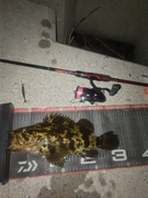 タケノコメバルの釣果