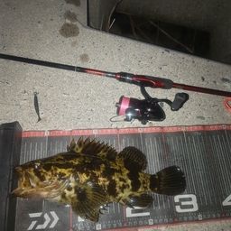 タケノコメバル