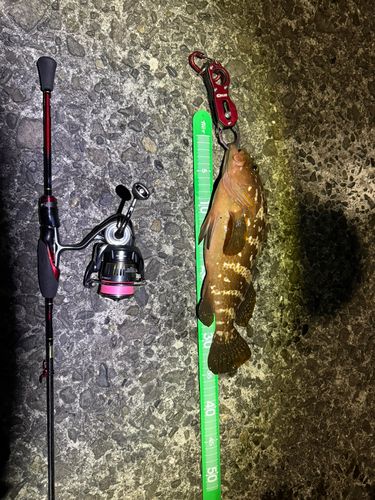 キジハタの釣果