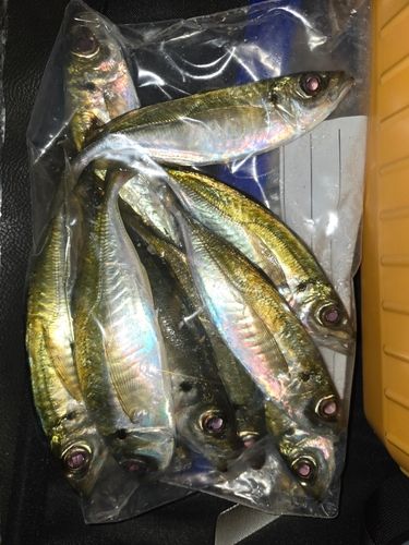 アジの釣果