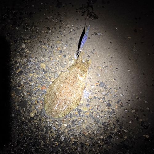 コウイカの釣果